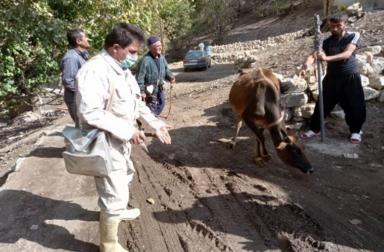 ارائه خدمات رایگان دامپزشکی در منطقه پشتکوه دوم شهرستان فریدونشهر