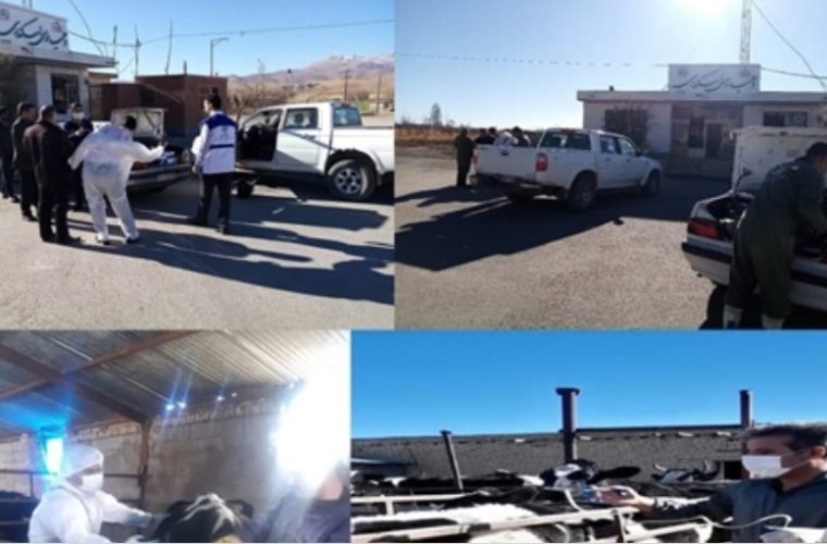 اجرای واکسیناسیون رایگان علیه بیماری های برسلوز و نیوکاسل توسط شبکه دامپزشکی شهرستان فریدن اجرای واکسیناسیون رایگان علیه بیماری های برسلوز و نیوکاسل توسط شبکه دامپزشکی شهرستان فریدن