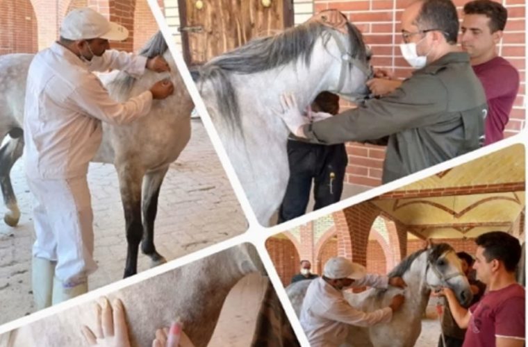 تحقق صد درصدی پیش بینی تست مشمشه در اسب های پرورشی شهرستان فلاورجان