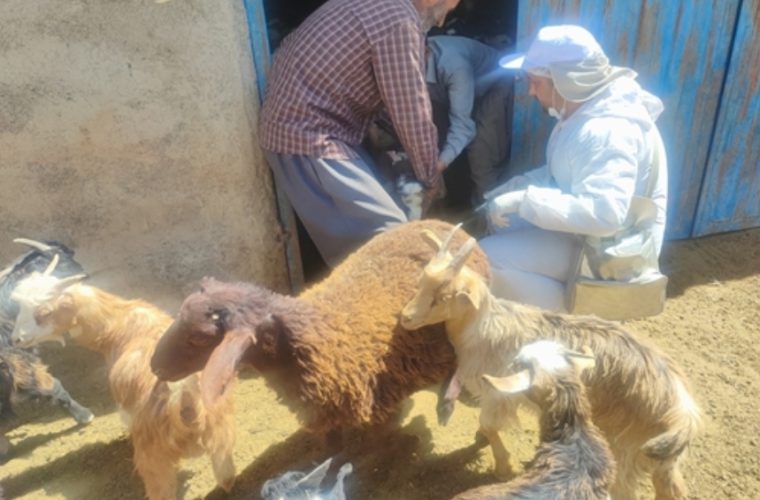 واکسیناسیون ۹۰ هزار راس دام سبک بر علیه بیماری طاعون نشخوارکنندگان کوچک در شهرستان تیران و کرون