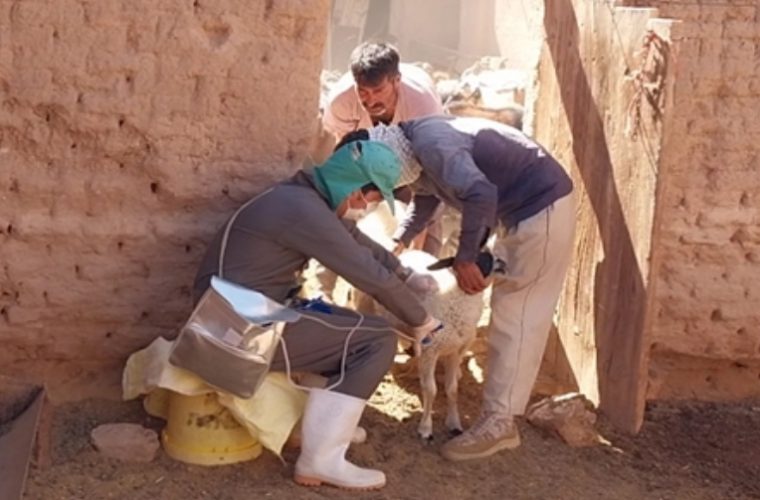 واکسیناسیون رایگان بیش از ۴۰ هزار راس دام سبک و سنگین علیه بیماری های دامی در شهرستان نائین واکسیناسیون رایگان بیش از ۴۰ هزار راس دام سبک و سنگین علیه بیماری های دامی در شهرستان نائین