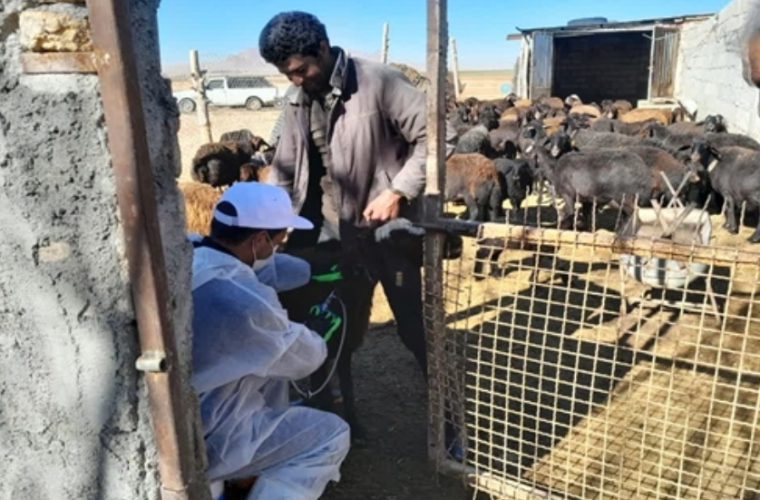 واکسیناسیون بیش از ۳۷۳ هزار دام سبک و سنگین در شهرستان چادگان واکسیناسیون بیش از ۳۷۳ هزار دام سبک و سنگین در شهرستان چادگان