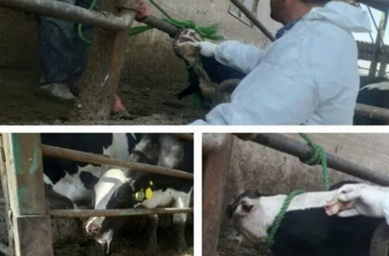 کنترل و مهار کانون بیماری تب برفکی در شهرستان خمینی شهر کنترل و مهار کانون بیماری تب برفکی در شهرستان خمینی شهر