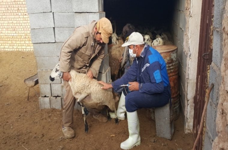 ارائه خدمات رایگان در روستای سنگلاخ توسط شبکه دامپزشکی شهرستان برخوار ارائه خدمات رایگان در روستای سنگلاخ توسط شبکه دامپزشکی شهرستان برخوار