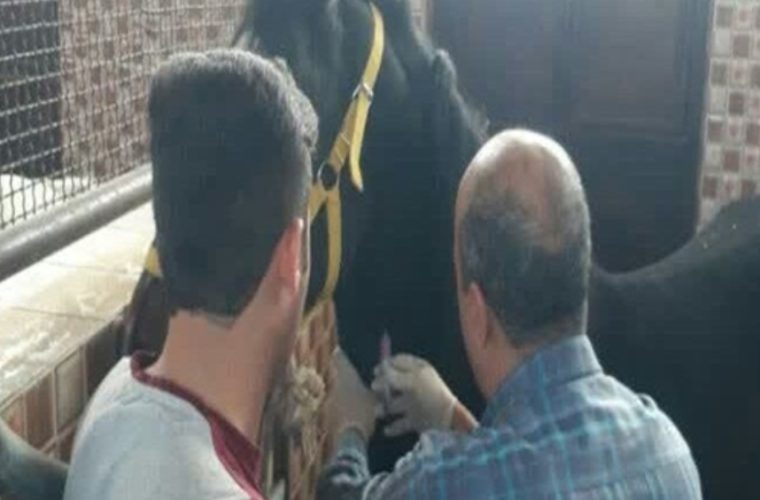 برقراری تیم مراقبت فعال برای بیماری مشمشه در شهرستان خمینی شهر برقراری تیم مراقبت فعال برای بیماری مشمشه در شهرستان خمینی شهر