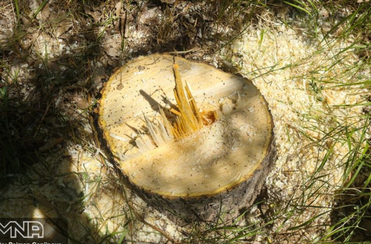 مجوز قطع درختان تنها در صورت بیماری و آفت‌زدگی صادر می‌شود/ برخورد قانونی با متخلفان و خودروهای حامل چوب غیرمجاز