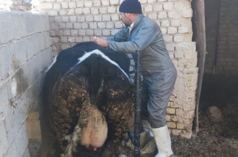 بازدید تخصصی کارشناسان اداره بهداشت و مدیریت بیماری های دامی اداره کل دامپزشکی استان اصفهان از شهرستان های دهاقان و شهرضا