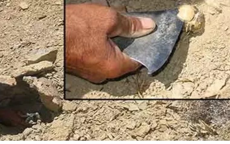 محکومیت بهره برداران غیر مجاز شیره آنغوزه