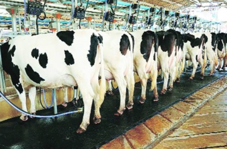 بازرسی و نظارت رئیس اداره نظارت بر بهداشت عمومی و مواد غذایی از واحد گاوداری در شهرستان گلپایگان