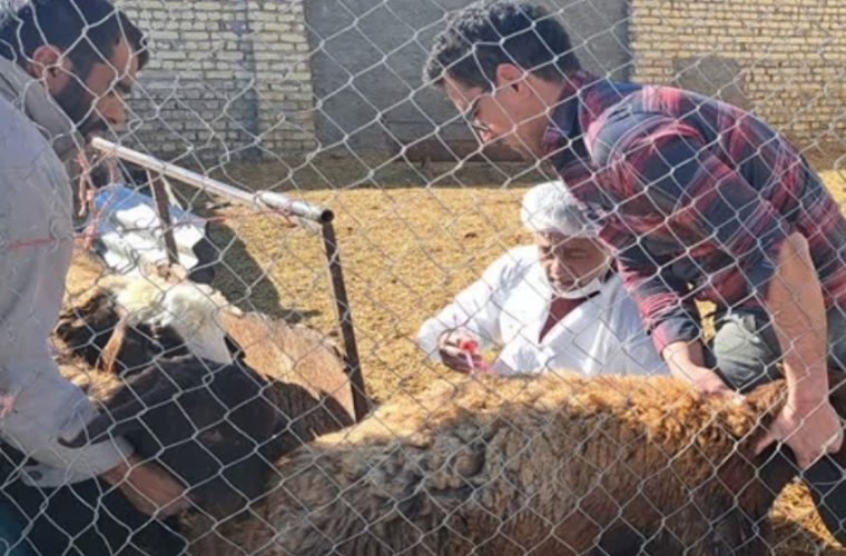 واکسیناسیون رایگان دام های سبک مددجویان کمیته امداد علیه بیماری تب برفکی در شهرستان اصفهان