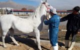 پایش بیماری مشمشه در ۱۰۰ راس اسب در شهرستان مبارکه