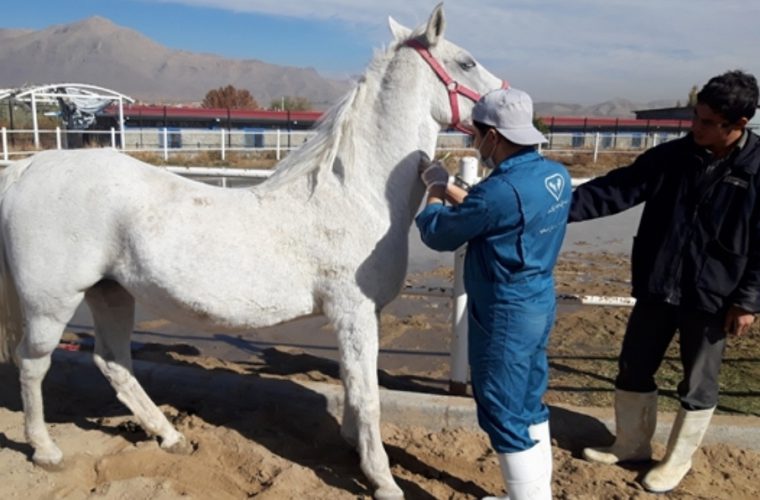 پایش بیماری مشمشه در ۱۰۰ راس اسب در شهرستان مبارکه پایش بیماری مشمشه در ۱۰۰ راس اسب در شهرستان مبارکه
