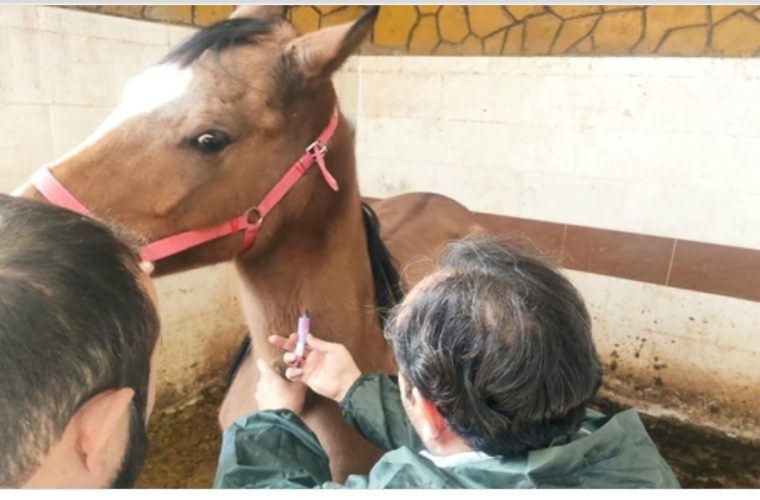 رصد و پایش بیماری مشمشه توسط شبکه دامپزشکی شهرستان شهرضا رصد و پایش بیماری مشمشه توسط شبکه دامپزشکی شهرستان شهرضا
