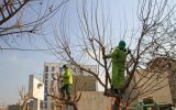هرس زمستانه درختان با هدف پیشگیری از خسارت هرس زمستانه درختان با هدف پیشگیری از خسارت