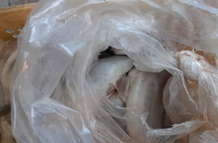 کشف و معدوم سازی ۱۸ کیلو گرم فیله کوسه ماهی در شهرستان فلاورجان کشف و معدوم سازی ۱۸ کیلو گرم فیله کوسه ماهی در شهرستان فلاورجان