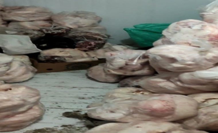 کشف و معدوم سازی بیش از ۲ تن گوشت قرمز و دنبه غیر قابل مصرف در شهرستان شهرضا کشف و معدوم سازی بیش از ۲ تن گوشت قرمز و دنبه غیر قابل مصرف در شهرستان شهرضا