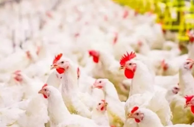 عرضه خارج از شبکه مرغ عرضه خارج از شبکه مرغ