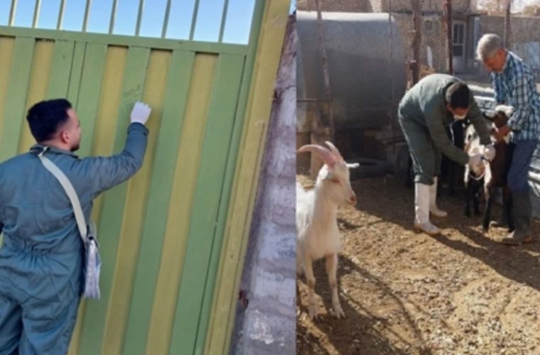 واکسیناسیون بیش از ۱۲ هزار راس دام سبک و سنگین علیه بیماری تب برفکی در شهرستان نائین واکسیناسیون بیش از ۱۲ هزار راس دام سبک و سنگین علیه بیماری تب برفکی در شهرستان نائین