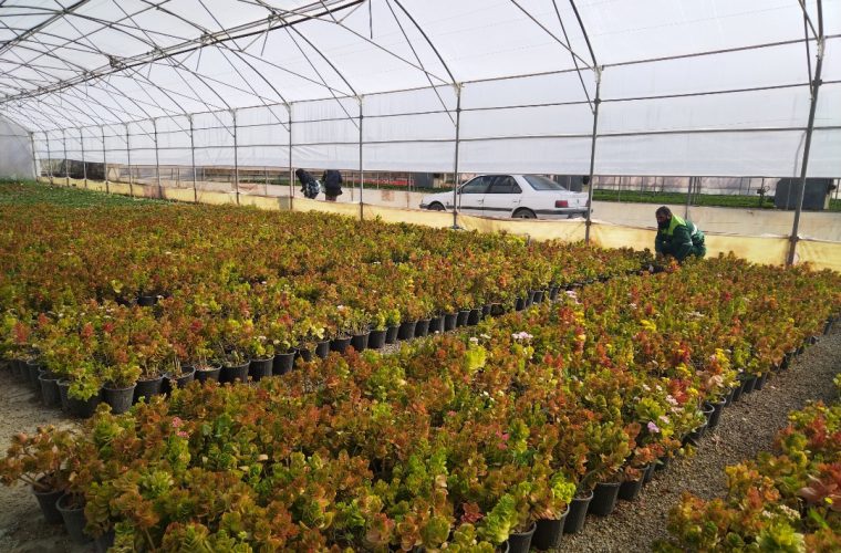 تور بازدید خبرنگاران از مراکز تولید گل اصفهان تور بازدید خبرنگاران از مراکز تولید گل اصفهان