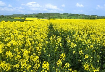خرید دانه روغنی کلزا در خوزستان خرید دانه روغنی کلزا در خوزستان