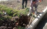 قطع انشعاب آب فضاهای سبز شهر سمیرم قطع انشعاب آب فضاهای سبز شهر سمیرم
