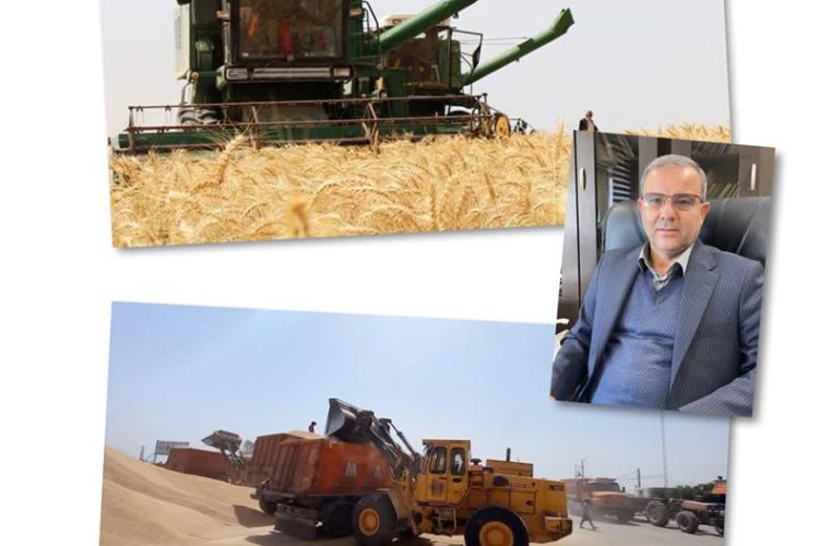 خرید بیش از ۸۴ هزار تن گندم و کلزا از کشاورزان خوزستان