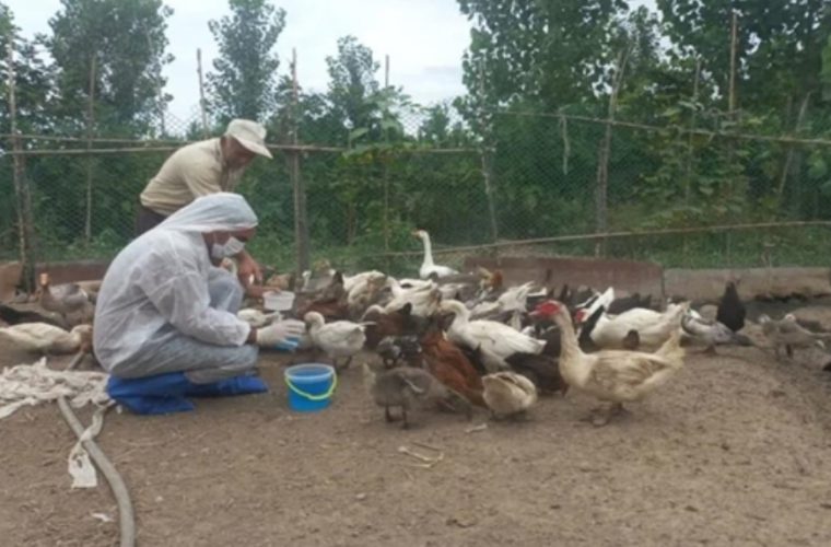 واکسیناسیون بیش از ۲۶۱ هزار قطعه طیور روستایی و بومی علیه بیماری نیوکاسل در شهرستان فلاورجان