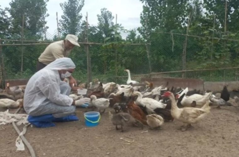 واکسیناسیون ۹۰۹ هزار و ۵۹۷ قطعه طیور خانگی استان اصفهان علیه بیماری نیوکاسل واکسیناسیون ۹۰۹ هزار و ۵۹۷ قطعه طیور خانگی استان اصفهان علیه بیماری نیوکاسل