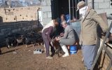 واکسیناسیون بیش از ۱۶ هزار رأس دام سبک و سنگین علیه بیماری تب مالت (بروسلوز) واکسیناسیون بیش از ۱۶ هزار رأس دام سبک و سنگین علیه بیماری تب مالت (بروسلوز)