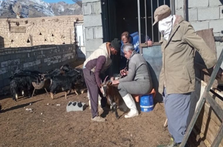 واکسیناسیون بیش از ۱۶ هزار رأس دام سبک و سنگین علیه بیماری تب مالت (بروسلوز) واکسیناسیون بیش از ۱۶ هزار رأس دام سبک و سنگین علیه بیماری تب مالت (بروسلوز)