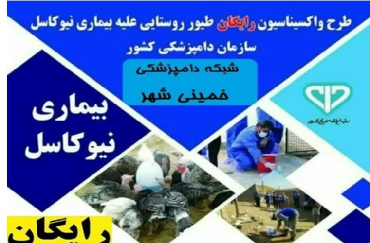 واکسیناسیون ۴۵ هزار و ۸۰۰ قطعه طیور بومی علیه بیماری نیوکاسل در شهرستان خمینی شهر