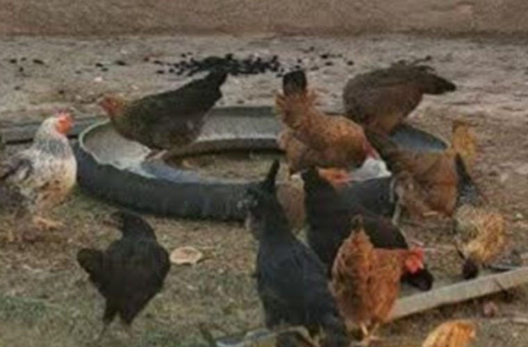 واکسیناسیون رایگان ۴۸ هزار قطعه طیور بومی علیه بیماری نیوکاسل در شهرستان چادگان واکسیناسیون رایگان ۴۸ هزار قطعه طیور بومی علیه بیماری نیوکاسل در شهرستان چادگان