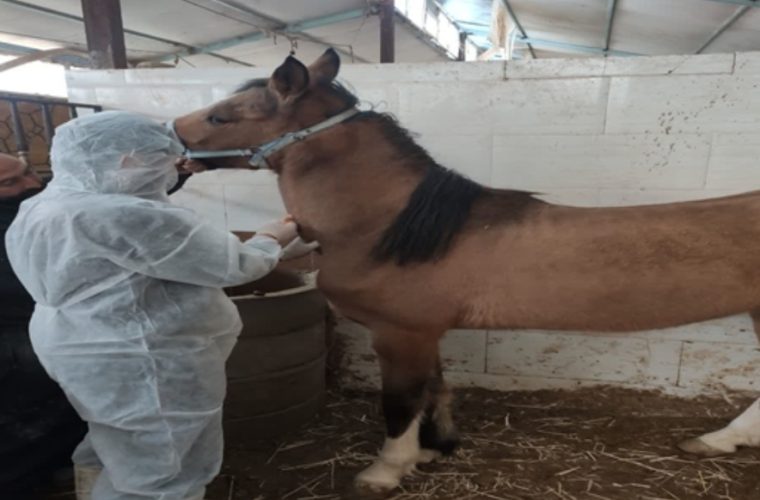 اجرای برنامه رصد و پایش بیماری مشمشه توسط شبکه دامپزشکی شهرستان شهرضا