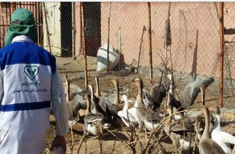 واکسیناسیون بیش از ۴۱ هزار قطعه طیور روستایی و بومی علیه بیماری نیوکاسل در شهرستان شهرضا