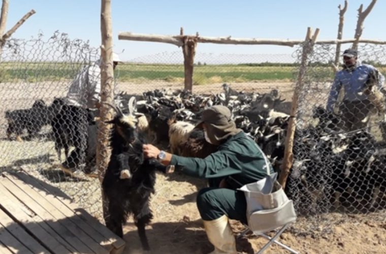 برگزاری اردوی جهاد دامپزشکی استان اصفهان در شهرستان اردستان