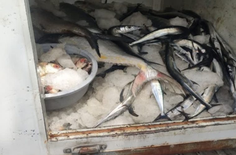 توقیف خودروی غیر مجاز حمل ماهی توسط شبکه دامپزشکی شهرستان شهرضا توقیف خودروی غیر مجاز حمل ماهی توسط شبکه دامپزشکی شهرستان شهرضا