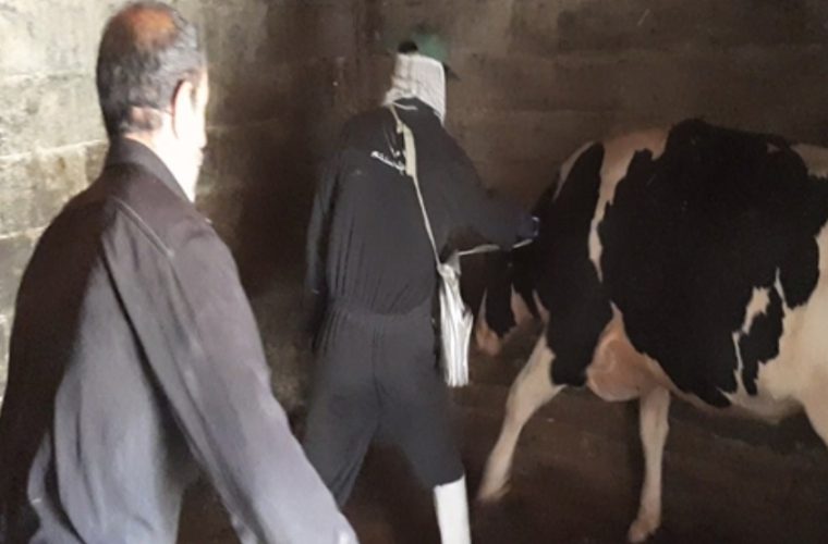 واکسیناسیون بیش از ۲۴۹ هزار نوبت سر دام سبک و سنگین در شهرستان مبارکه