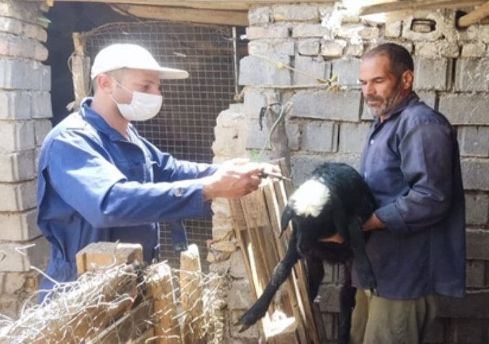 واکسیناسیون بیش از ۸۰ هزار رأس دام سبک توسط شبکه دامپزشکی شهرستان کاشان