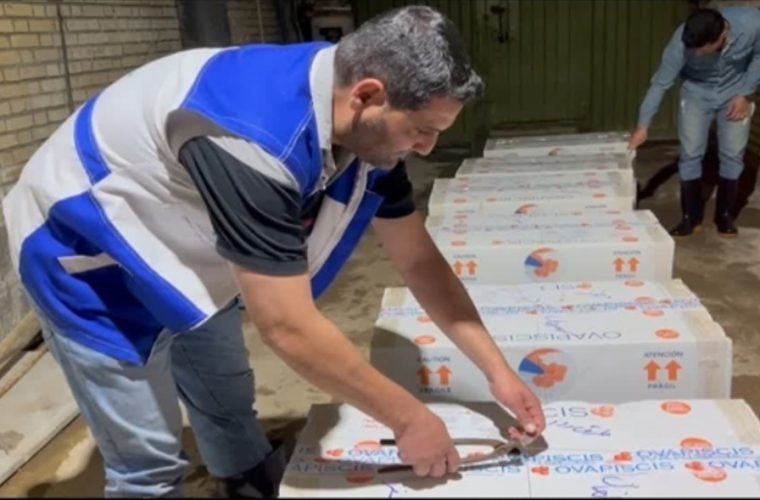 نظارت بهداشتی بر ورود بیش از ۹۰۰ هزار قطعه تخم چشم زده ماهی قزل آلا به شهرستان نطنز نظارت بهداشتی بر ورود بیش از ۹۰۰ هزار قطعه تخم چشم زده ماهی قزل آلا به شهرستان نطنز