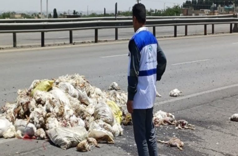 کشف و معدوم سازی حدود ۳ تن لاشه ی مرغ ضایعاتی از خودروی واژگون شده در شهرستان کاشان