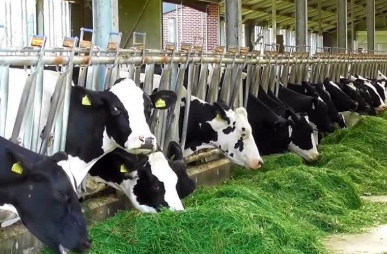 اجرای طرح “هر روستا یک دامداری” در ۳۳ واحد روستایی استان همدان