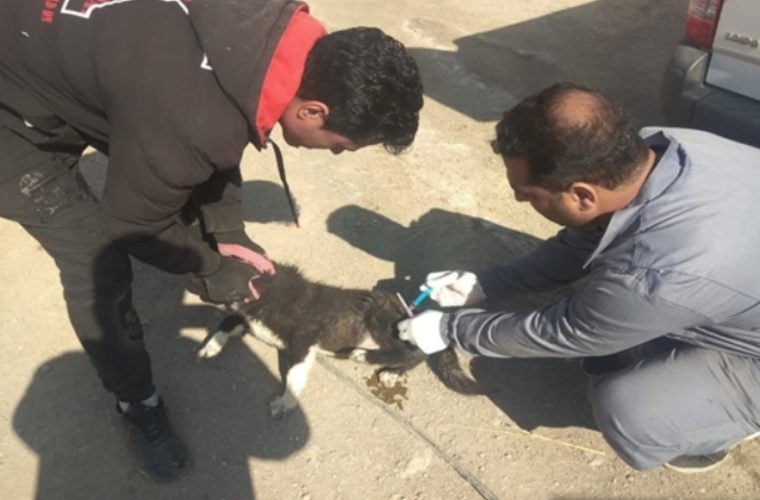 واکسیناسیون یک هزار و ۹۰۰ قلاده سگ صاحبدار علیه بیماری هاری در شهرستان خمینی شهر واکسیناسیون یک هزار و ۹۰۰ قلاده سگ صاحبدار علیه بیماری هاری در شهرستان خمینی شهر