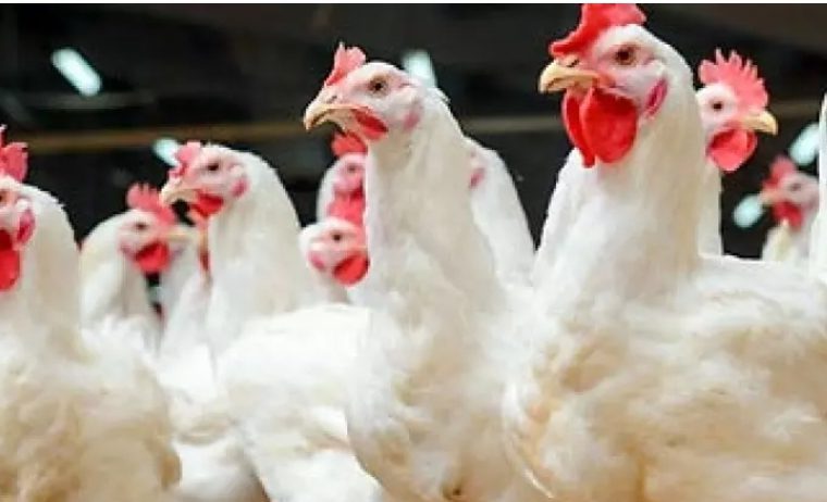 محکومیت ۱۰ میلیارد ریالی مرغدار در اردستان