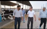 بازدید مدیرعامل اتحادیه دامداران استان اصفهان از دامداری های، مظاهری،سبحانی و زمانه بازدید مدیرعامل اتحادیه دامداران استان اصفهان از دامداری های، مظاهری،سبحانی و زمانه