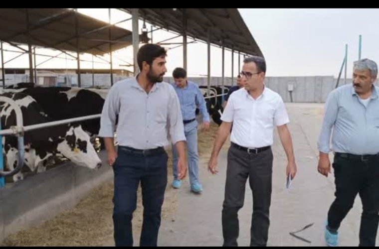 بازدید مدیرعامل اتحادیه دامداران استان اصفهان از دامداری های، مظاهری،سبحانی و زمانه
