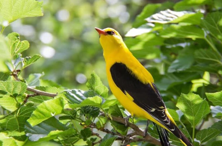 دستگیری فردی که گنجیشک را جای قناری رنگ می‌کرد و در سایت دیوار میفروخت