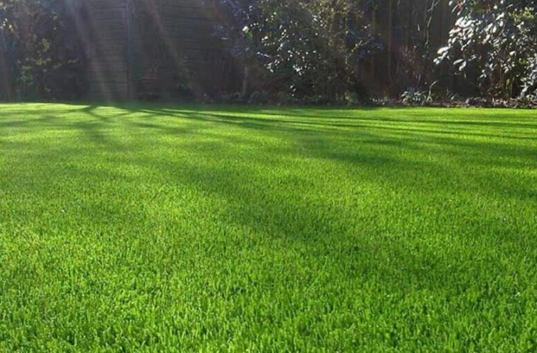 کاشت حدود صد هزار مترمربع چمن با کمترین نیاز آبی در شهر طی سه ماهه نخست امسال