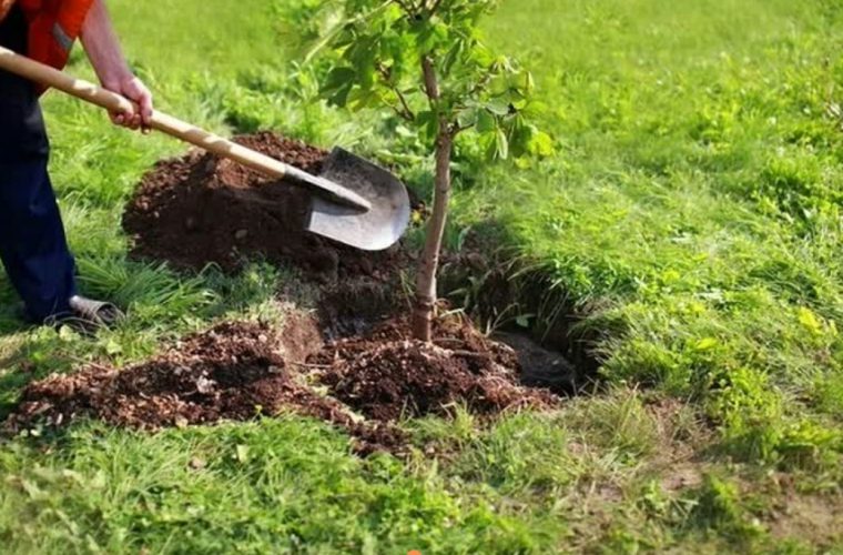 پیشرفت ۸۰ درصدی طرح کاشت ۱۱۰ هزار درخت در شهر اصفهان پیشرفت ۸۰ درصدی طرح کاشت ۱۱۰ هزار درخت در شهر اصفهان