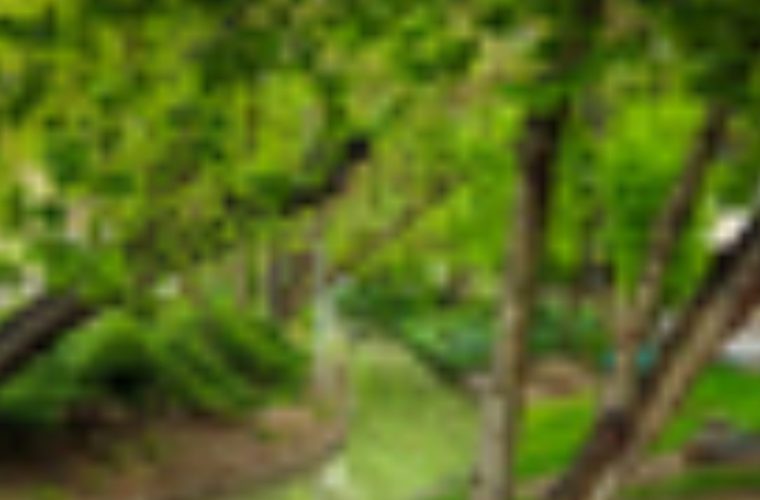 ساماندهی گذر مجاور مادی محله «ولدان» با ۹ میلیارد تومان اعتبار