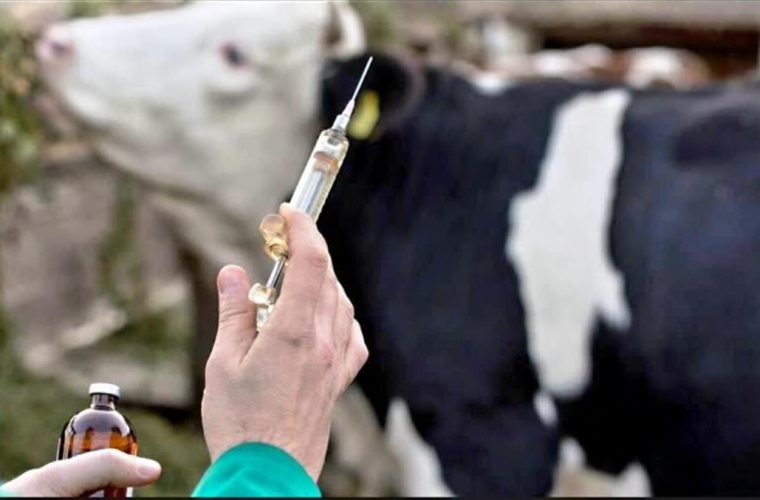 واکسیناسیون سراسری علیه بیماری تب برفکی در ۱۷ استان آغازشد